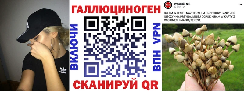 Галлюциногенные грибы Psilocybine cubensis  Купить где  Никольск 